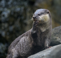 考えるカワウソ