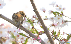 かい～の