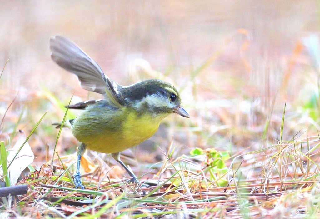 迷鳥キバラガラ