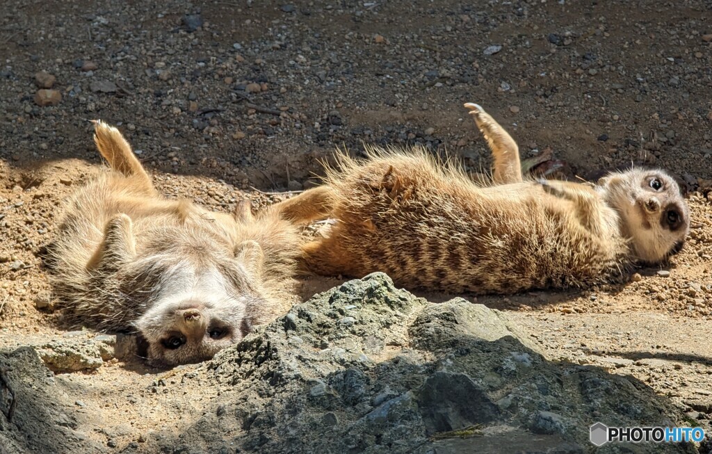 やる気ゼロ(^_^;)