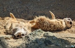 やる気ゼロ(^_^;)