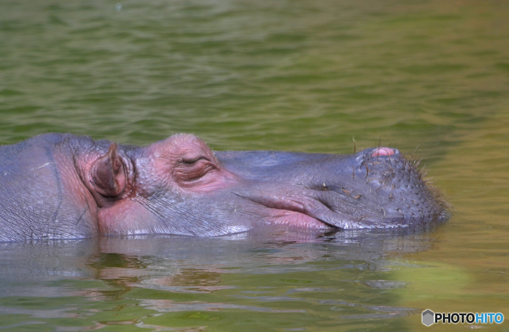 のんびりカバさん