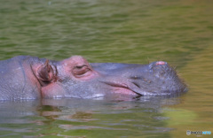 のんびりカバさん