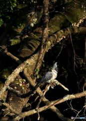 見返りヤマセミさん