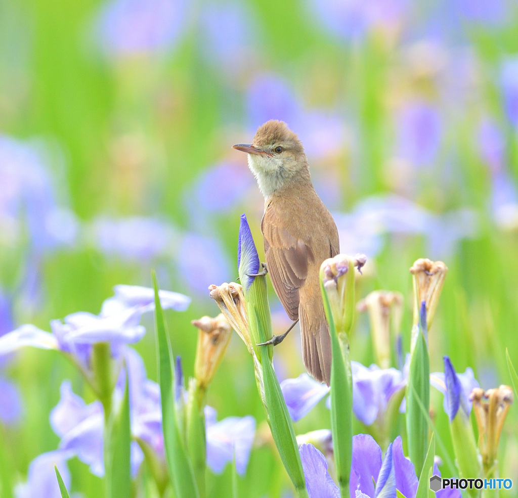 花菖蒲にオオヨシキリ⑭