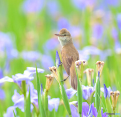 花菖蒲にオオヨシキリ⑭