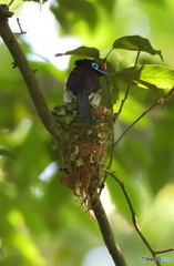 オスのサンコウチョウ③