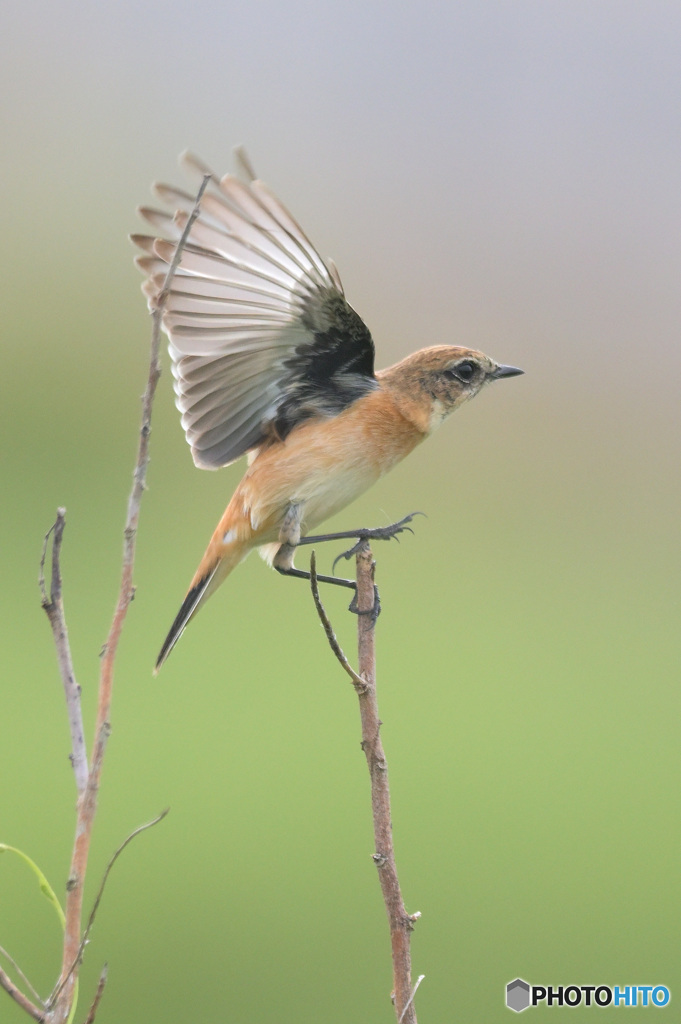元気なノビタキさん