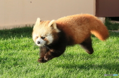 空飛ぶレッサーパンダ