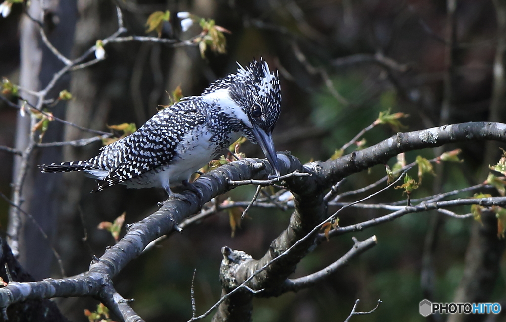 じっと獲物を見つめる