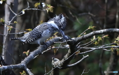 じっと獲物を見つめる