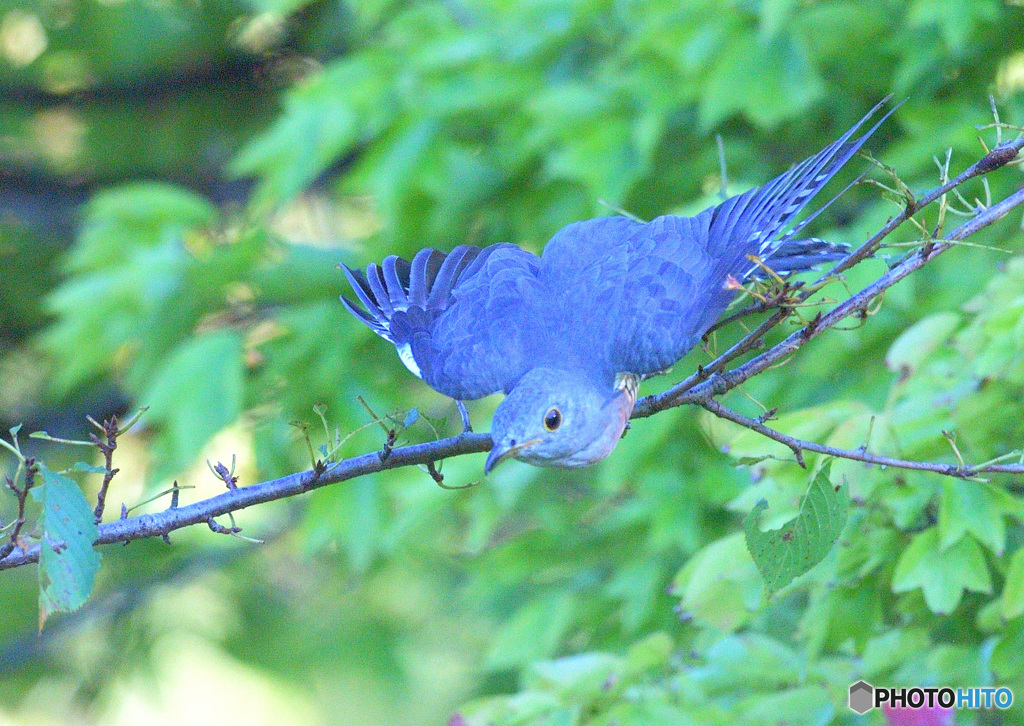 青ツツドリの飛び出し③