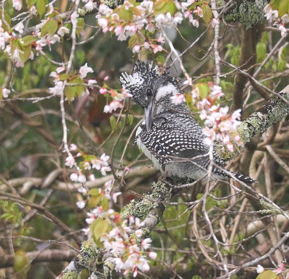 山桜にヤマセミ②