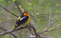 遊歩道のキビタキさん