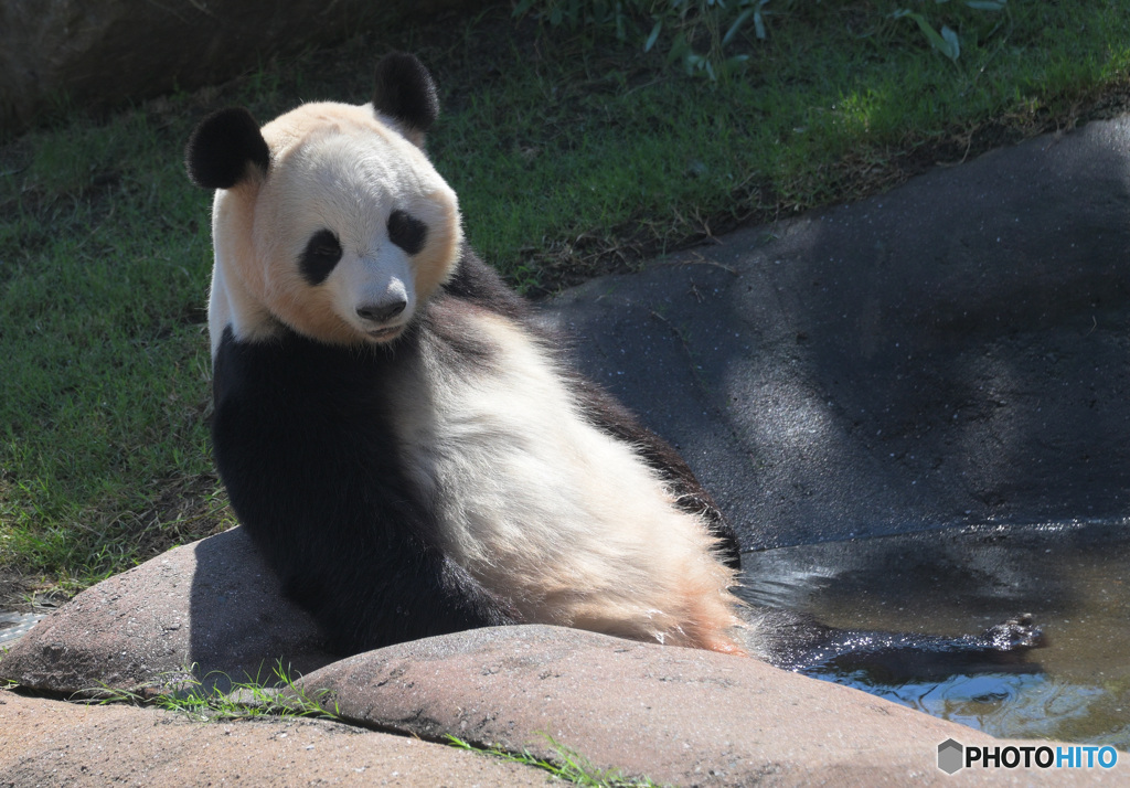 パンダ温泉