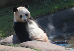 パンダ温泉