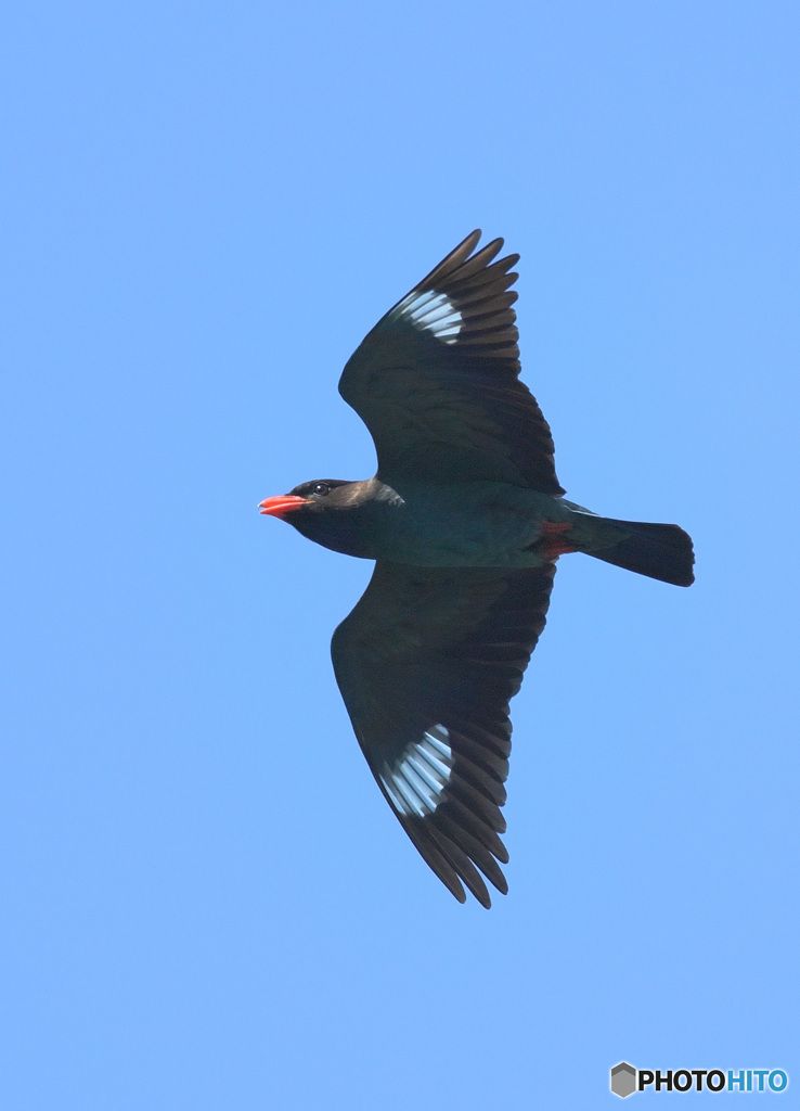 在庫のブッポウソウ④