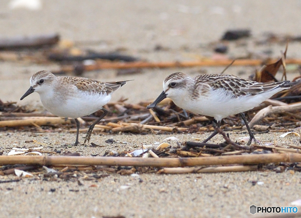 トウネンとヘラシギ