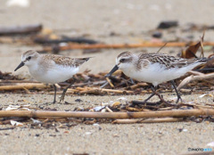 トウネンとヘラシギ