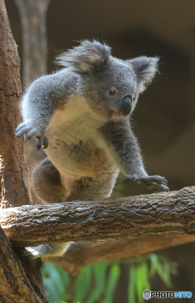 コアラぁ～ジャンプ！②