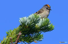 本日のキクイタダキ