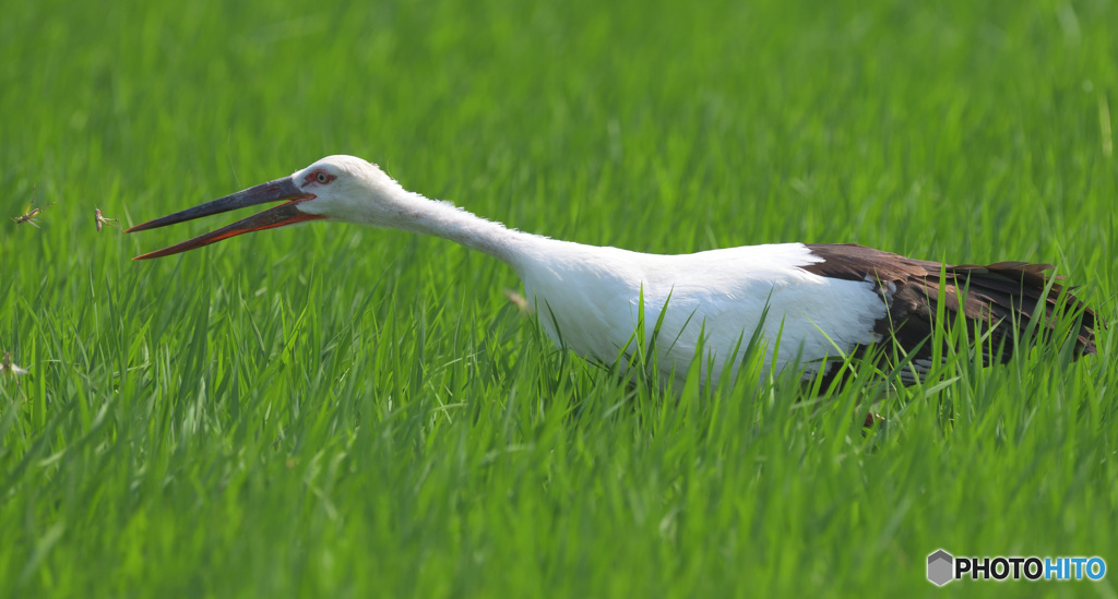 バッタ２匹とコウノトリ