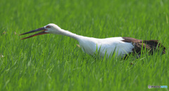 バッタ２匹とコウノトリ