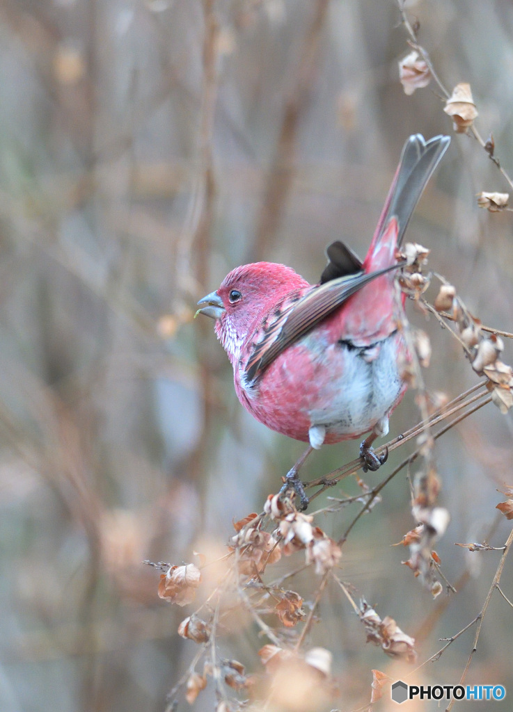 オオマシコ君2020②