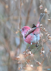 オオマシコ君2020②