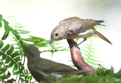 ２羽の幼鳥