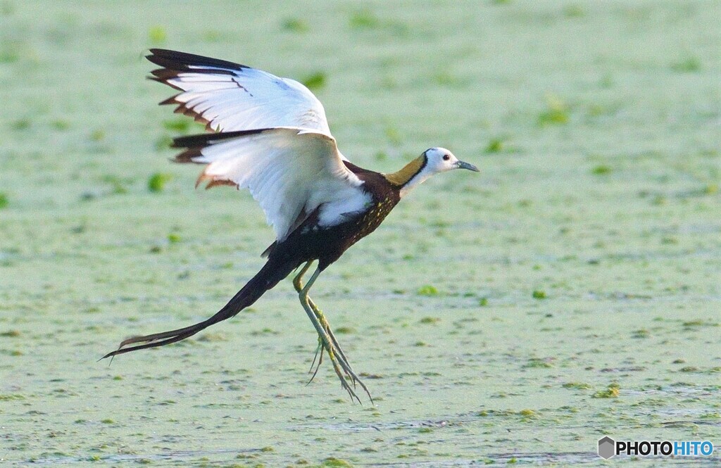 思い出のレンカクさん⑫