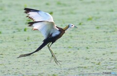 思い出のレンカクさん⑫