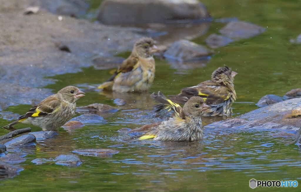 カワラヒワ温泉