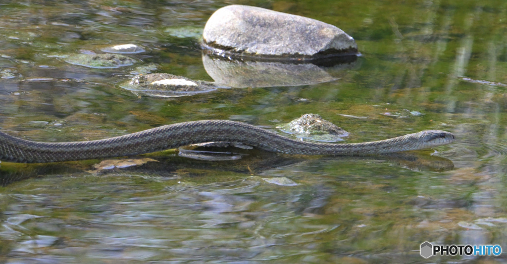 春のアオダイショウ