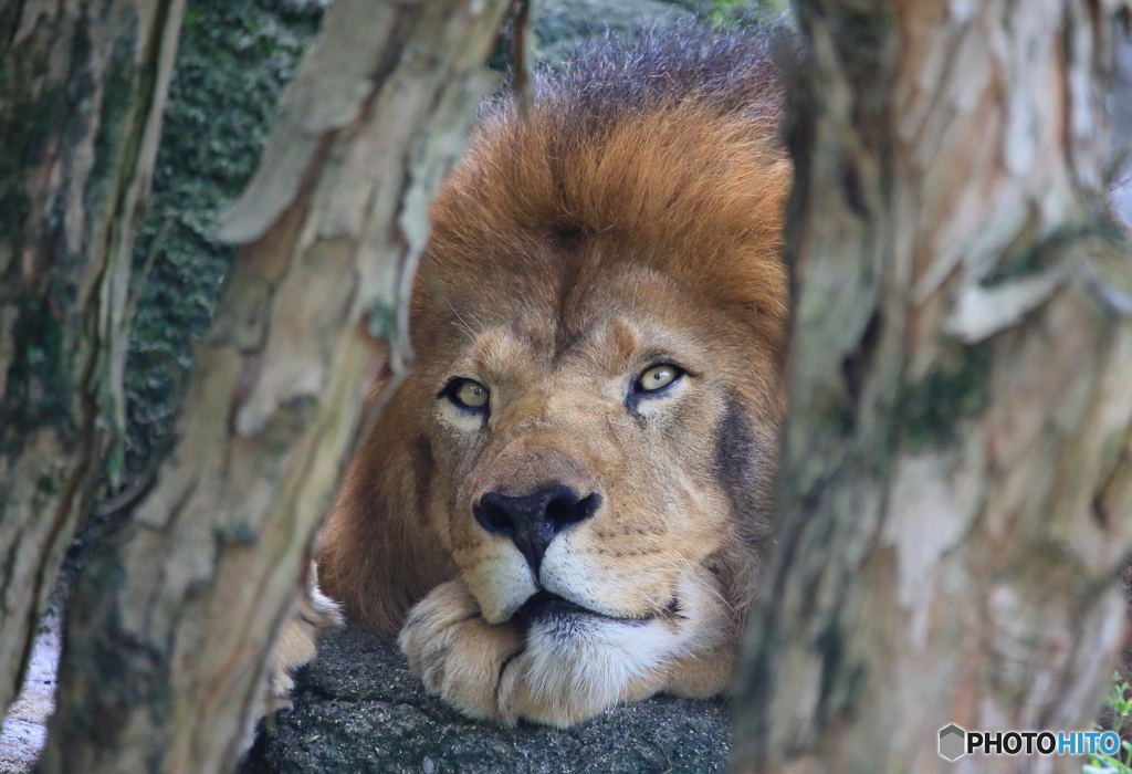 Peeping  Lion