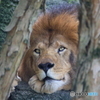 Peeping  Lion