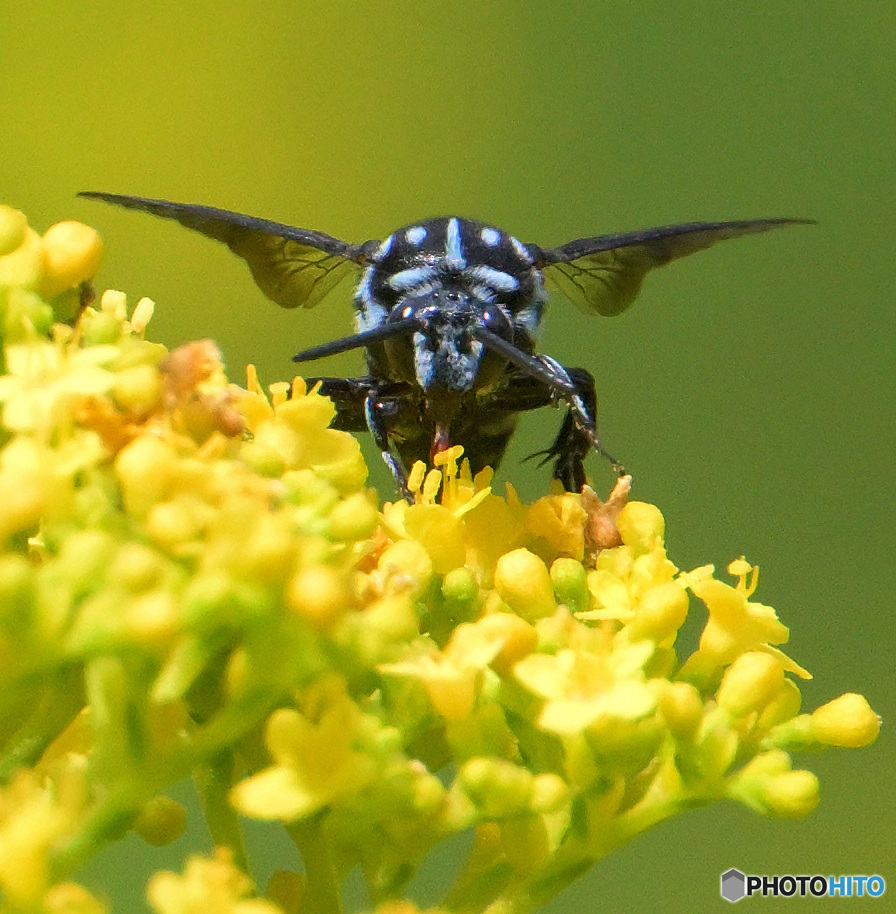 ブルービー2023③