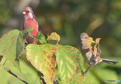 ベニマシコのカップル③