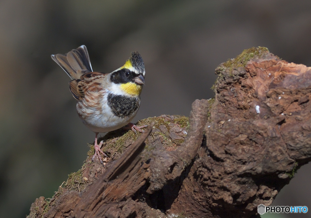 ミヤマホオジロ2022⑥