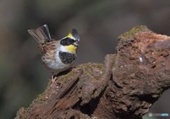 ミヤマホオジロ2022⑥