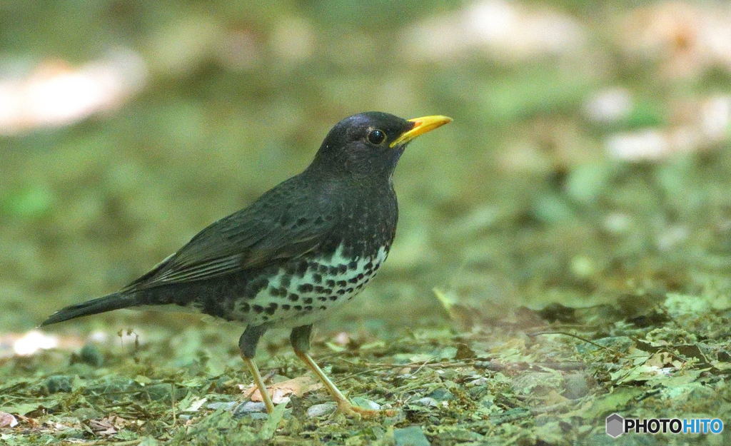 本日のクロツグミさん