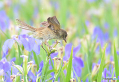 菖蒲にオオヨシキリ㉘