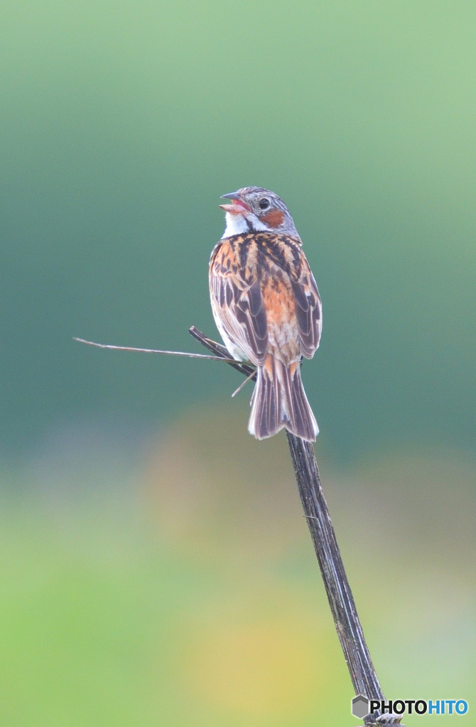 見返りホオアカさん