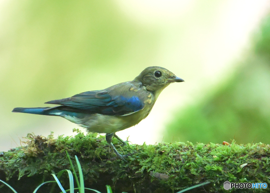 8月のオオルリ若