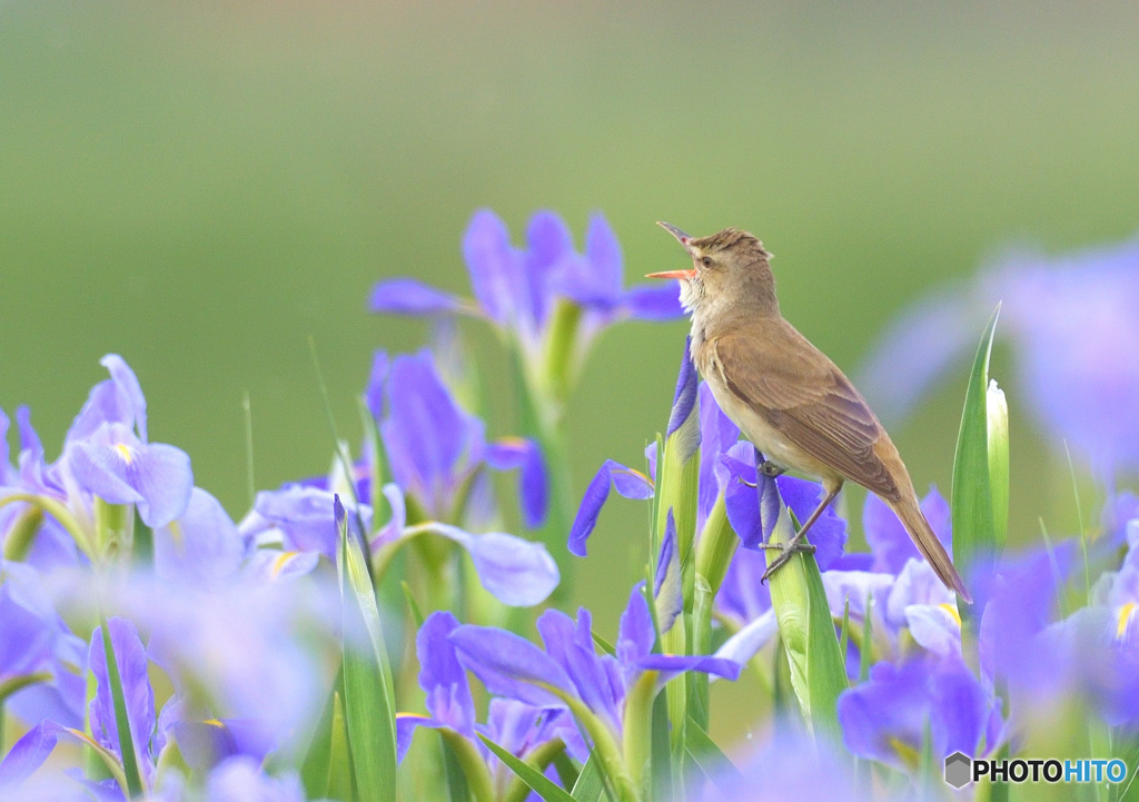 元気なオオヨシキリ⑥
