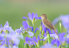 元気なオオヨシキリ⑥