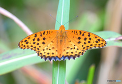 草にヒョウモンチョウ