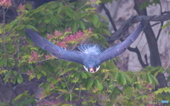 ハヤブサの飛び出し