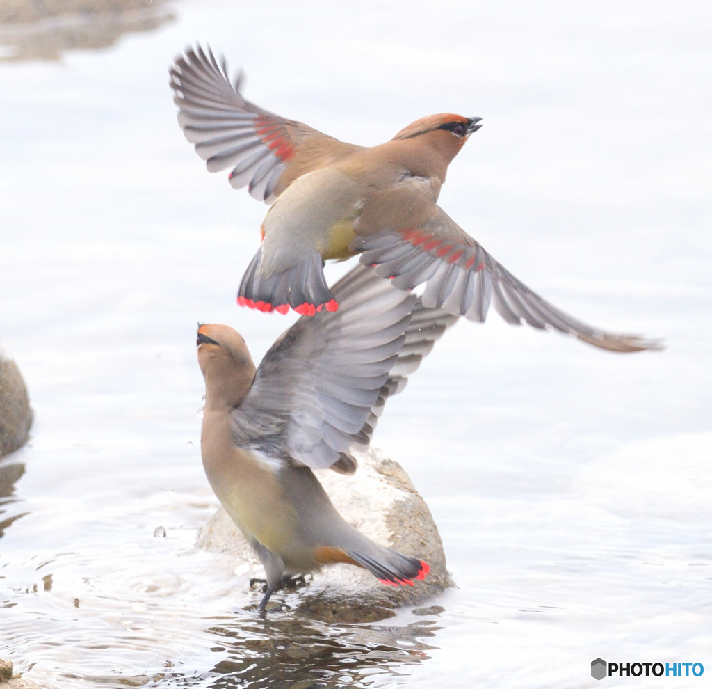 ヒレンジャク2022②