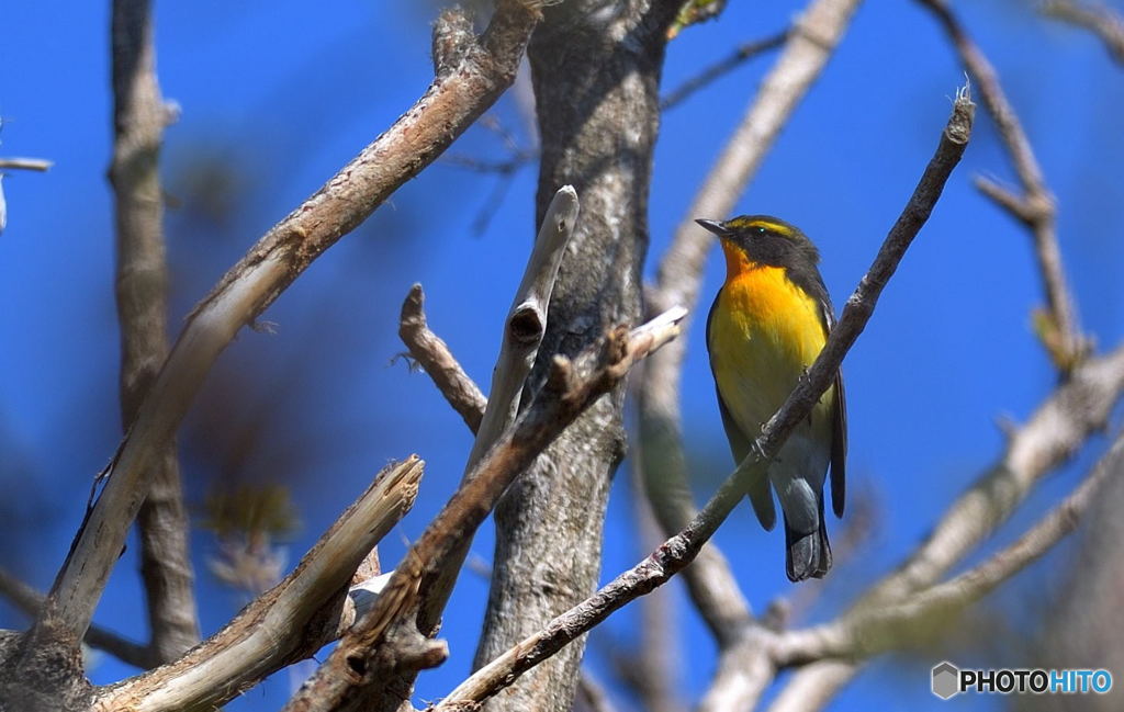 今シーズン初キビタキ